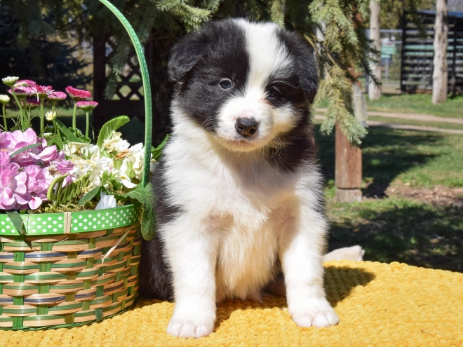 Border Collie puppy for sale