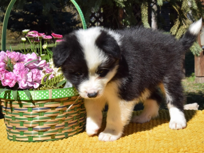Border Collie puppy for sale