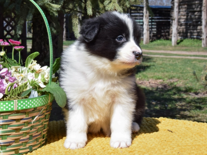 Border Collie puppy for sale
