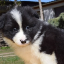 Border Collie Welpe zu verkaufen