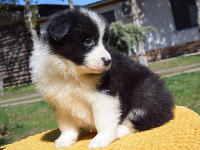 Border Collie puppy for sale