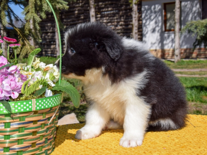 Border Collie puppy for sale