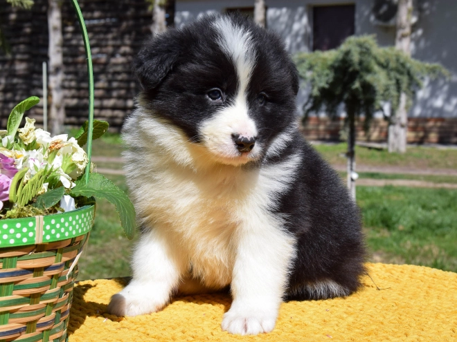 Border Collie puppy for sale