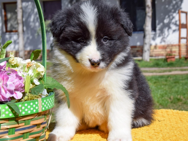 Border Collie puppy for sale