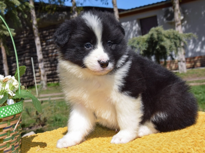Border Collie puppy for sale