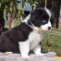 Border Collie Welpe zu verkaufen