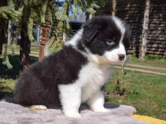 Border Collie puppy for sale