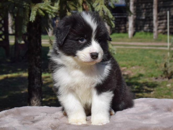 Border Collie puppy for sale