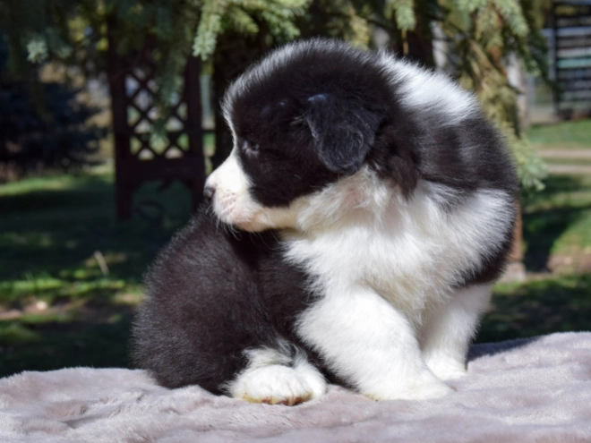 Border Collie puppy for sale