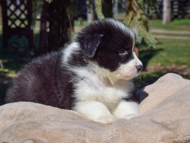 Border Collie puppy for sale