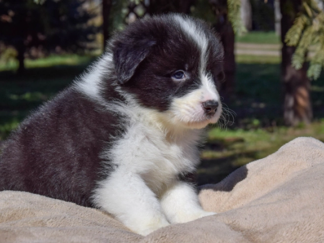 Border Collie puppy for sale