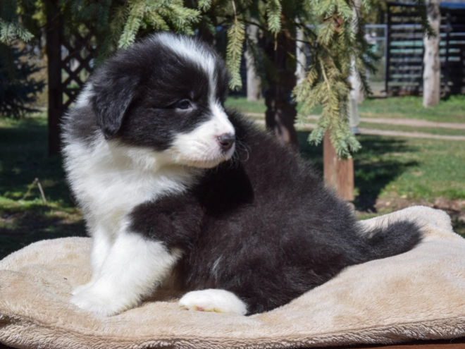 Border Collie puppy for sale