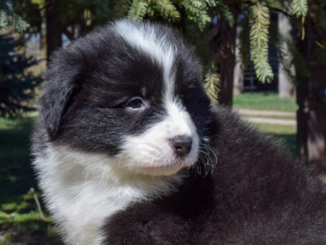 Border Collie puppy for sale