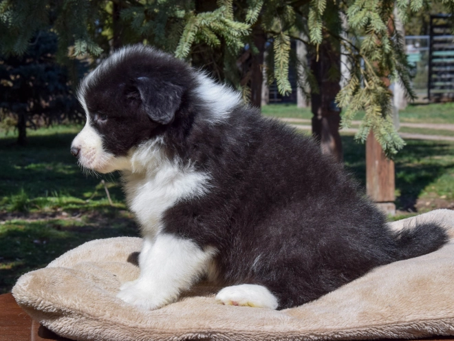 Border Collie puppy for sale
