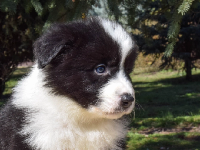 Border Collie puppy for sale
