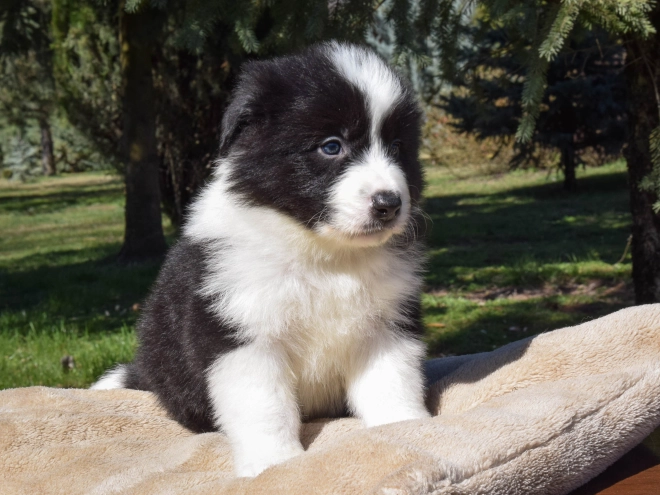 Border Collie puppy for sale