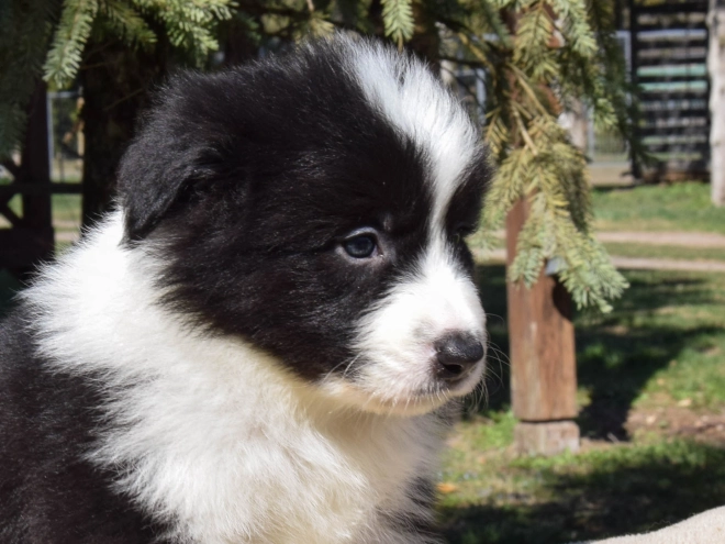 Border Collie puppy for sale
