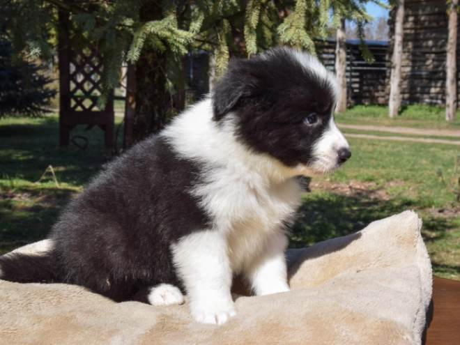Border Collie puppy for sale