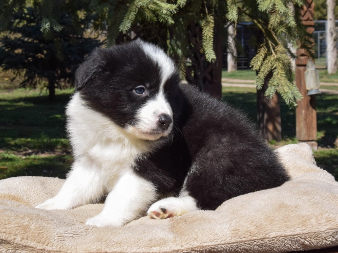 Border Collie puppy for sale