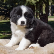 Border Collie Welpe zu verkaufen