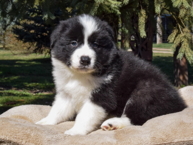 Border Collie puppy for sale