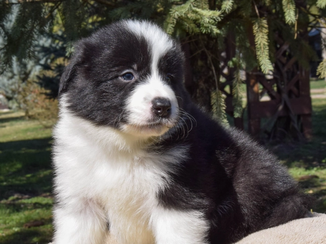 Border Collie puppy for sale