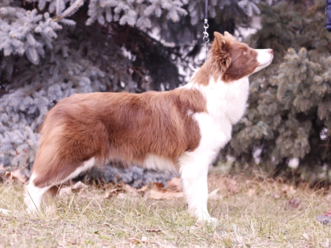 Border Collie Welpe kaufen