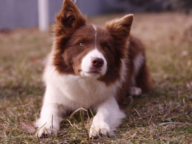 Border Collie Welpe kaufen