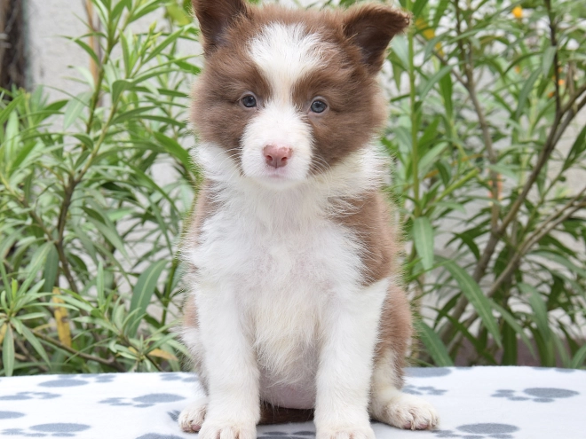 Border Collie Welpe kaufen