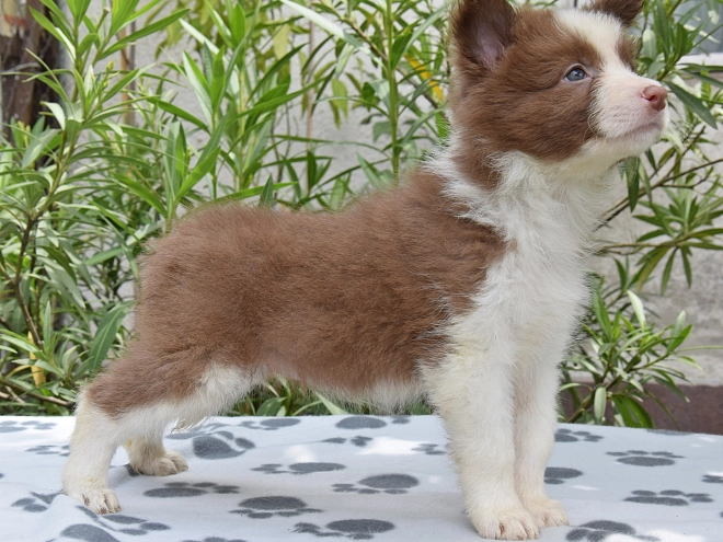 Border Collie Welpe kaufen