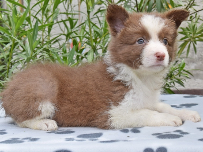Border Collie Welpe kaufen