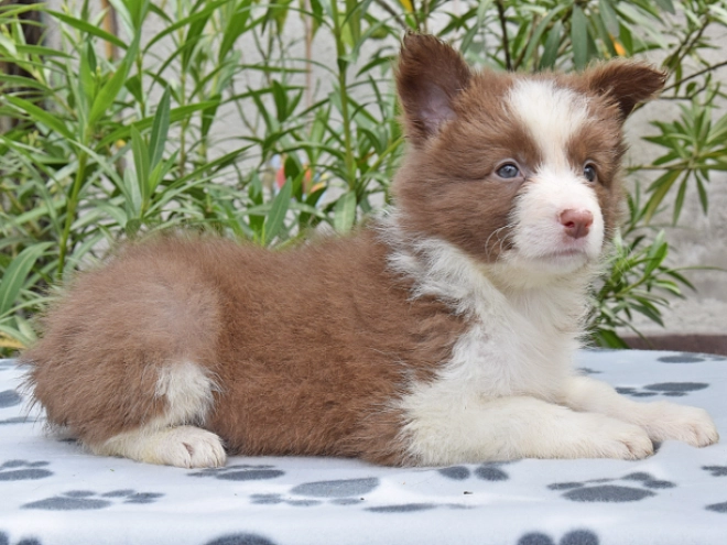 Border Collie Welpe kaufen