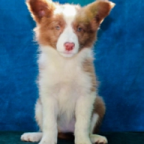 Bee, brown and white Border Collie for sale