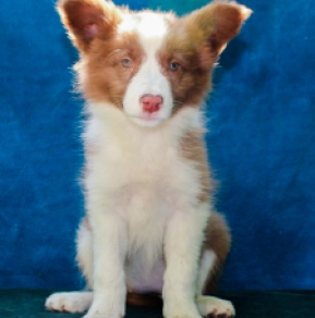 Border Collie Welpe kaufen