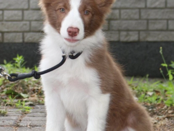 Border Collie puppy for sale
