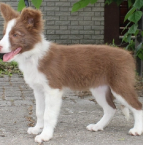 Perros Collie de la Frontera en venta