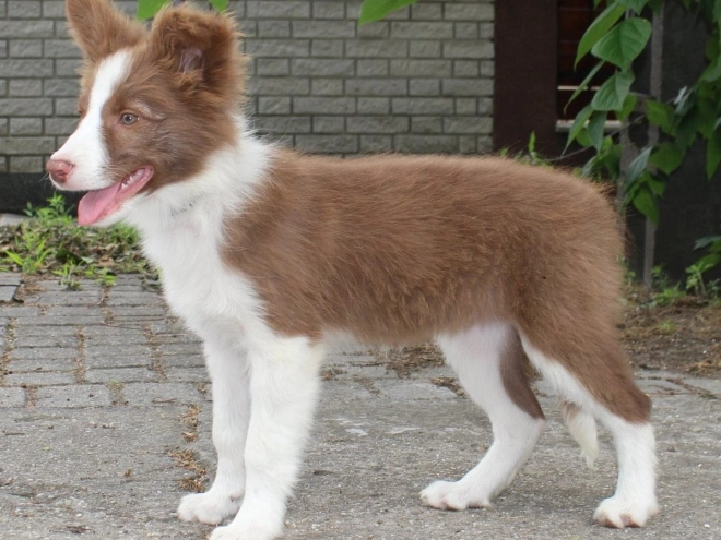 Border Collie puppy for sale