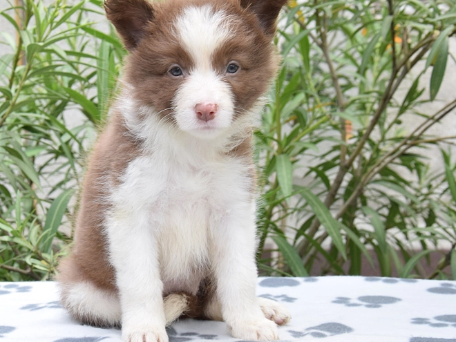 Border Collie Welpe kaufen