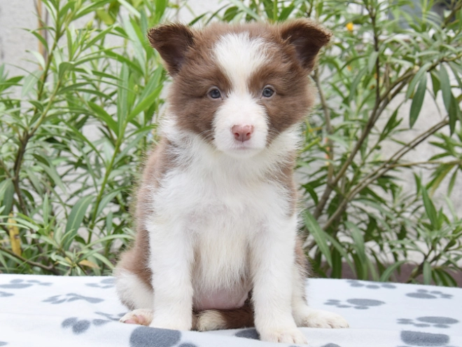 Border Collie Welpe kaufen