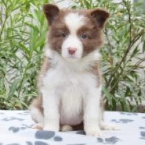 Bee, brown and white Border Collie for sale