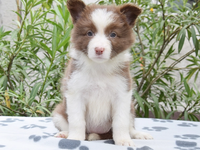 Border Collie Welpe kaufen