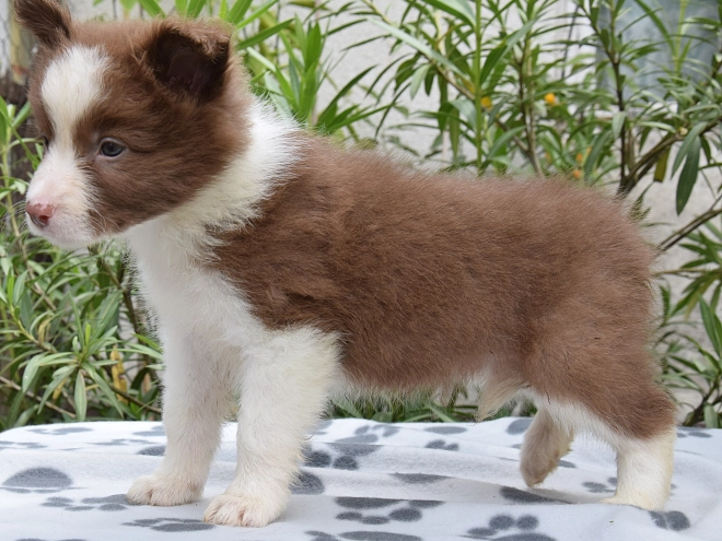 Border Collie Welpe kaufen