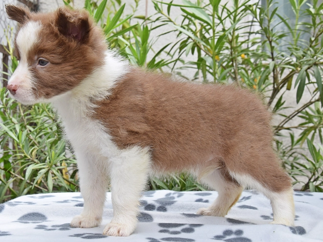Border Collie Welpe kaufen