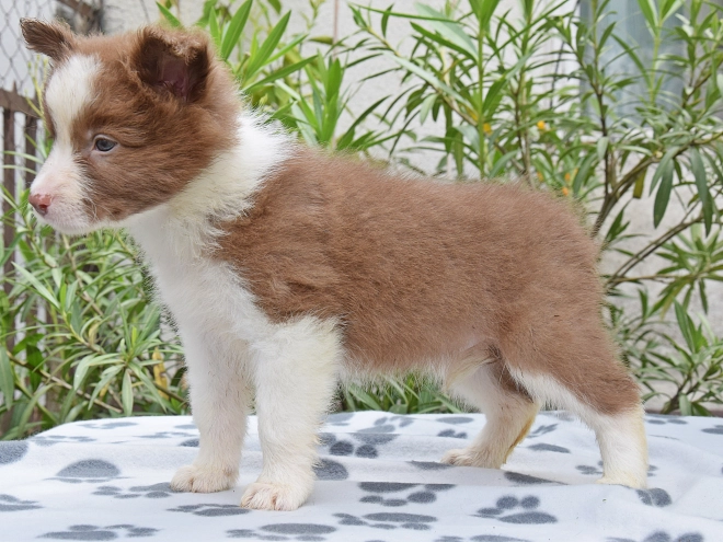Border Collie Welpe kaufen