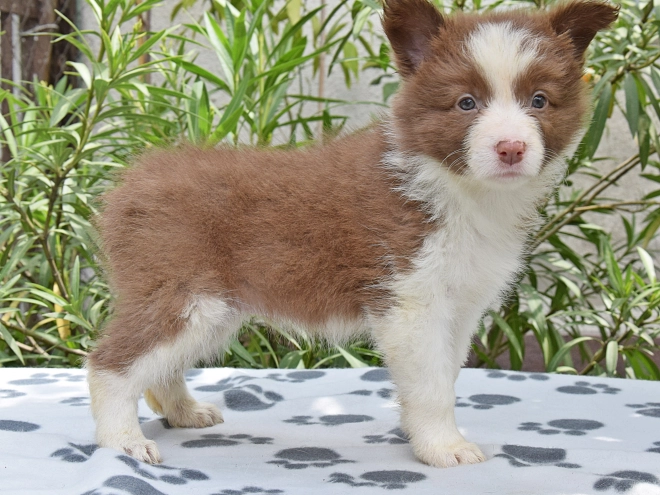 Border Collie Welpe kaufen