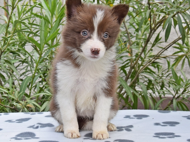 Border Collie Welpe kaufen