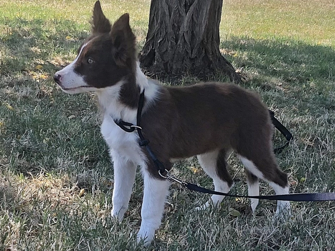 Border Collie puppy for sale