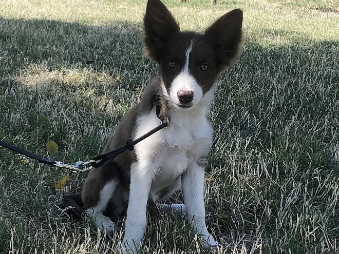 Border Collie puppy for sale