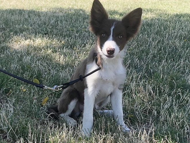 Border Collie puppy for sale
