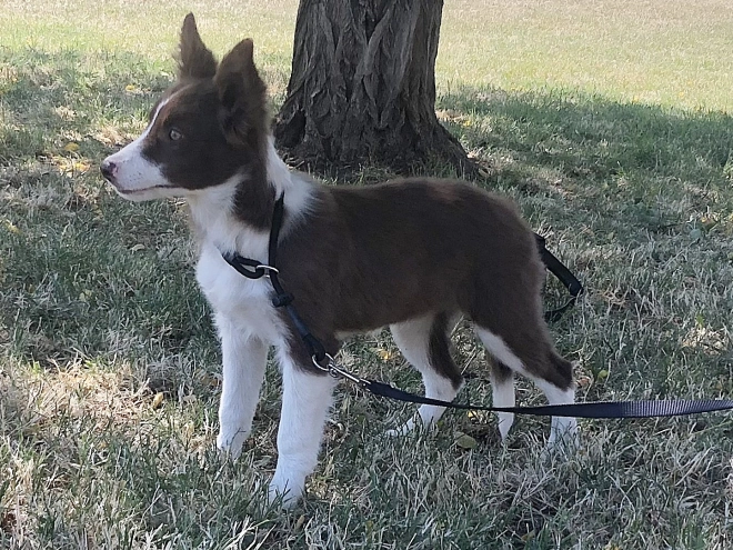 Border Collie puppy for sale